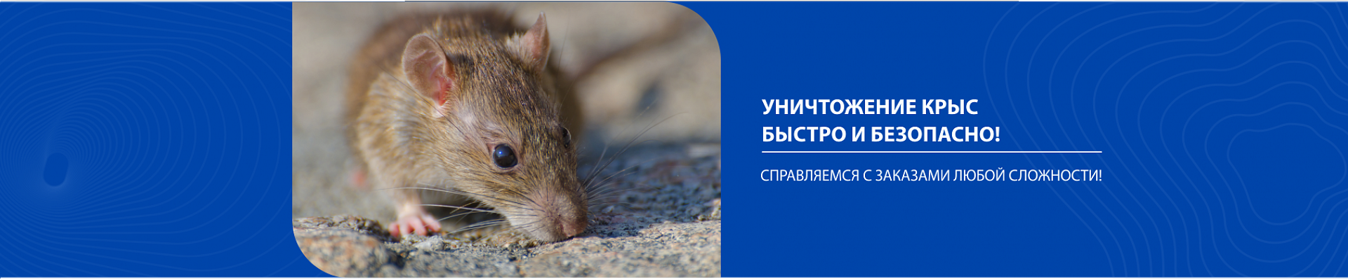 Уничтожение крыс